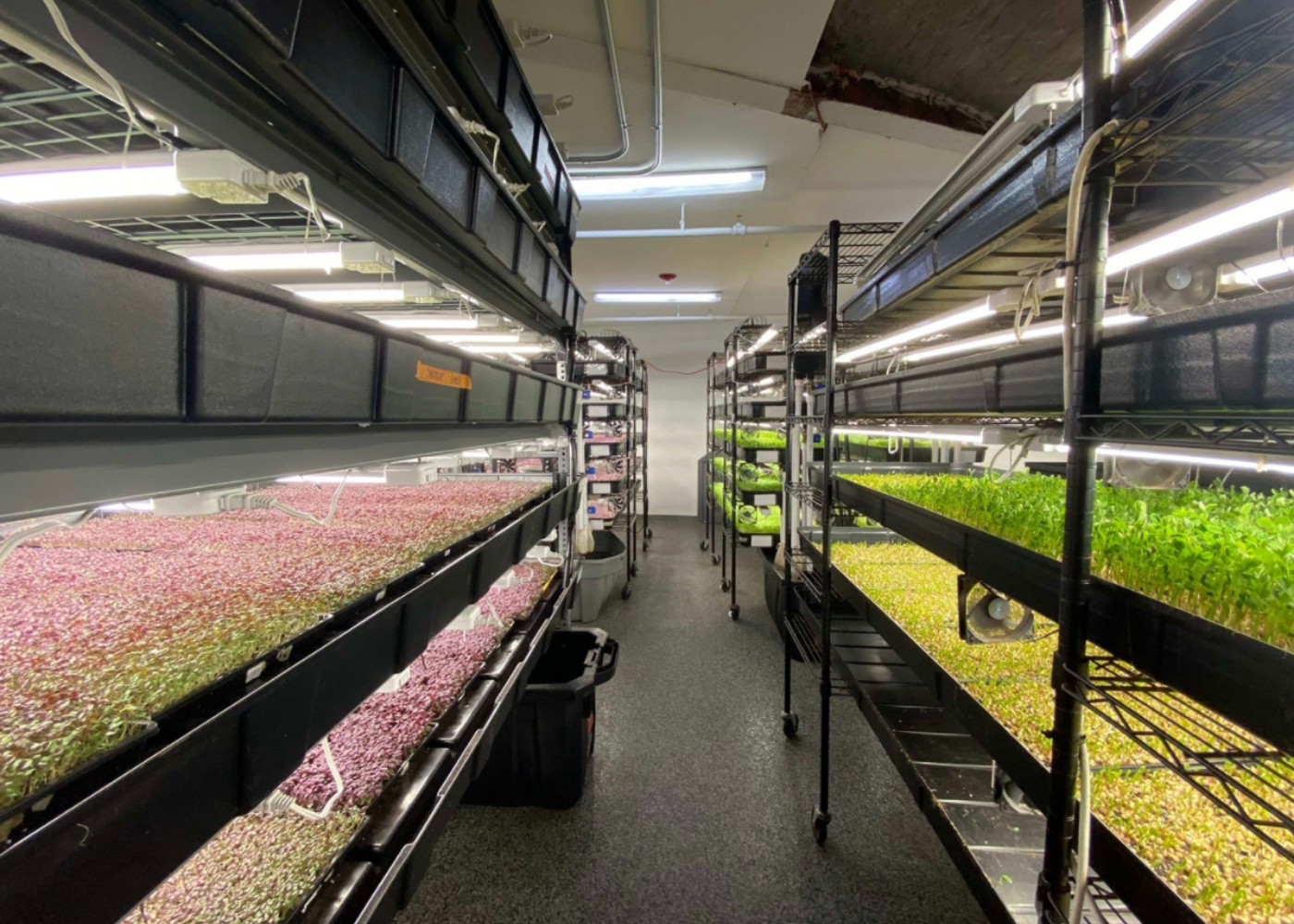 inside of boston microgreens